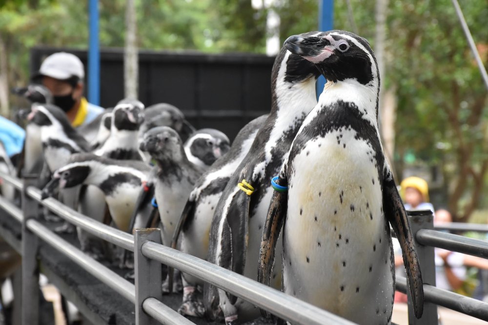 สวนสัตว์เปิดเขาเขียว (Khao Kheow Open Zoo)