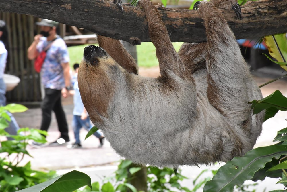 สวนสัตว์เปิดเขาเขียว (Khao Kheow Open Zoo) 2