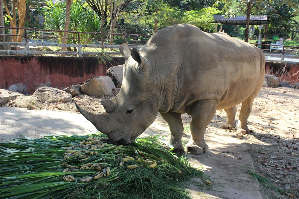 สวนสัตว์ขอนแก่น (Khonkaen Zoo)