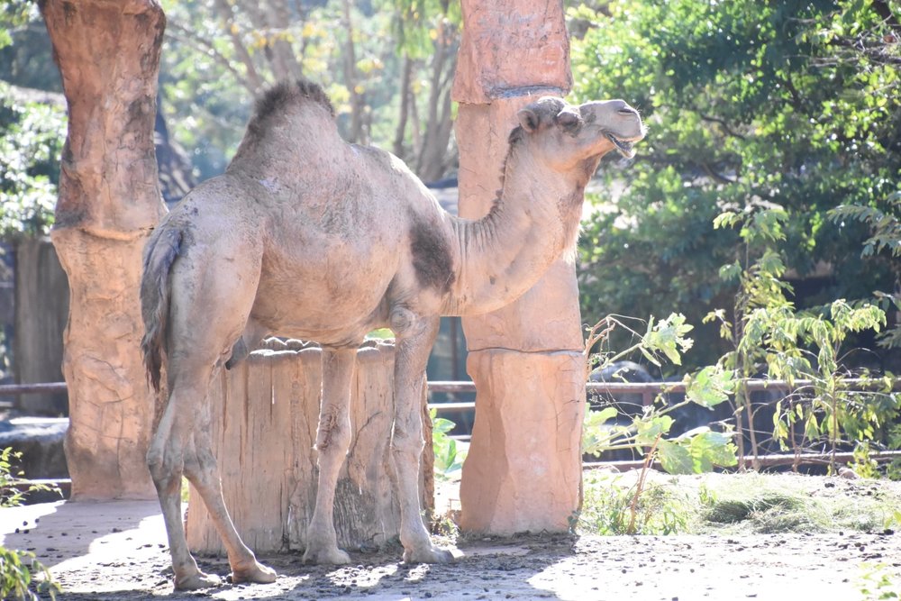 สวนสัตว์ขอนแก่น (Khonkaen Zoo) 2