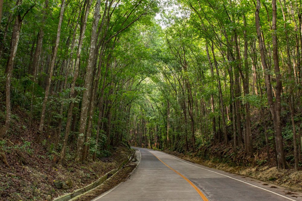 paved road in man made forest