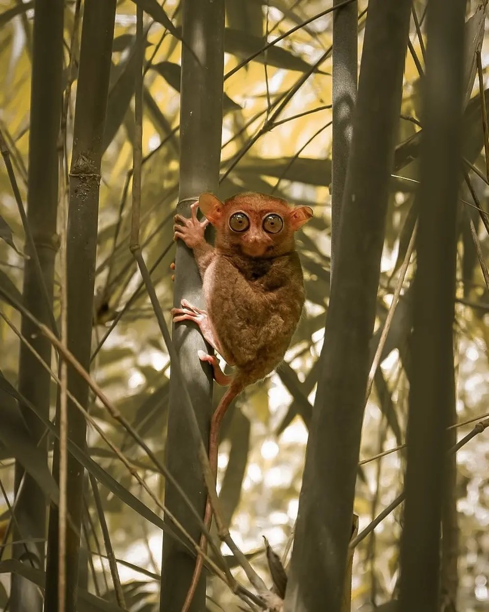 tarsier