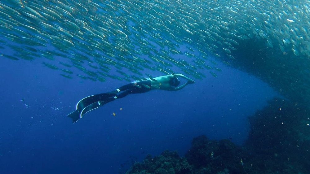 man swimming sardine run