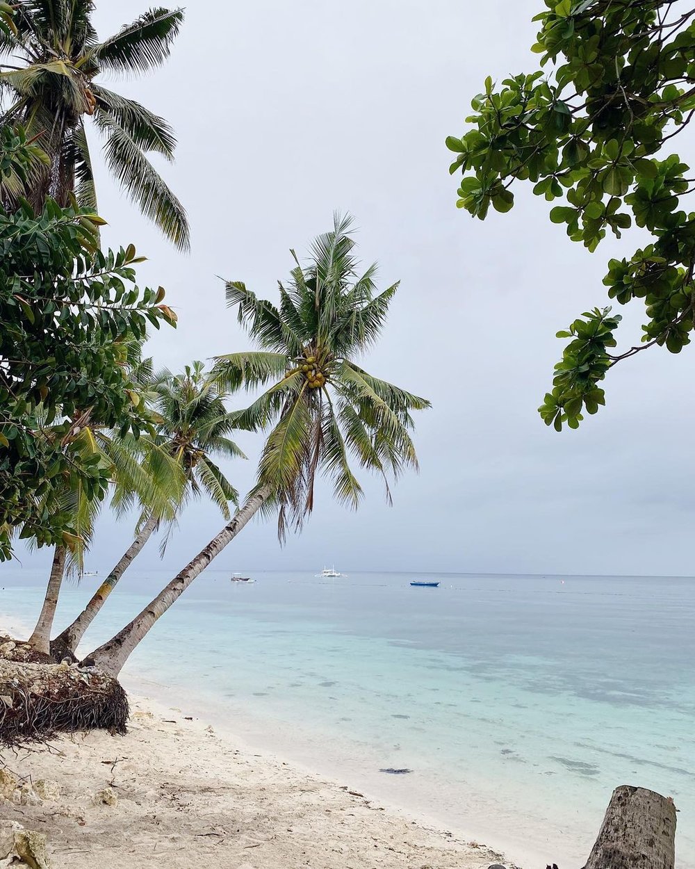 beach with palm trees on a gloomy day