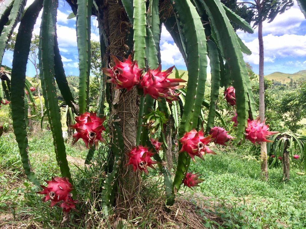 dragon fruits 