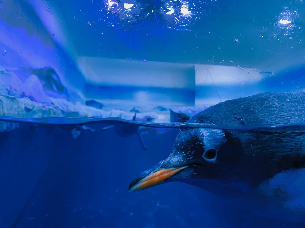Penguin in a tank