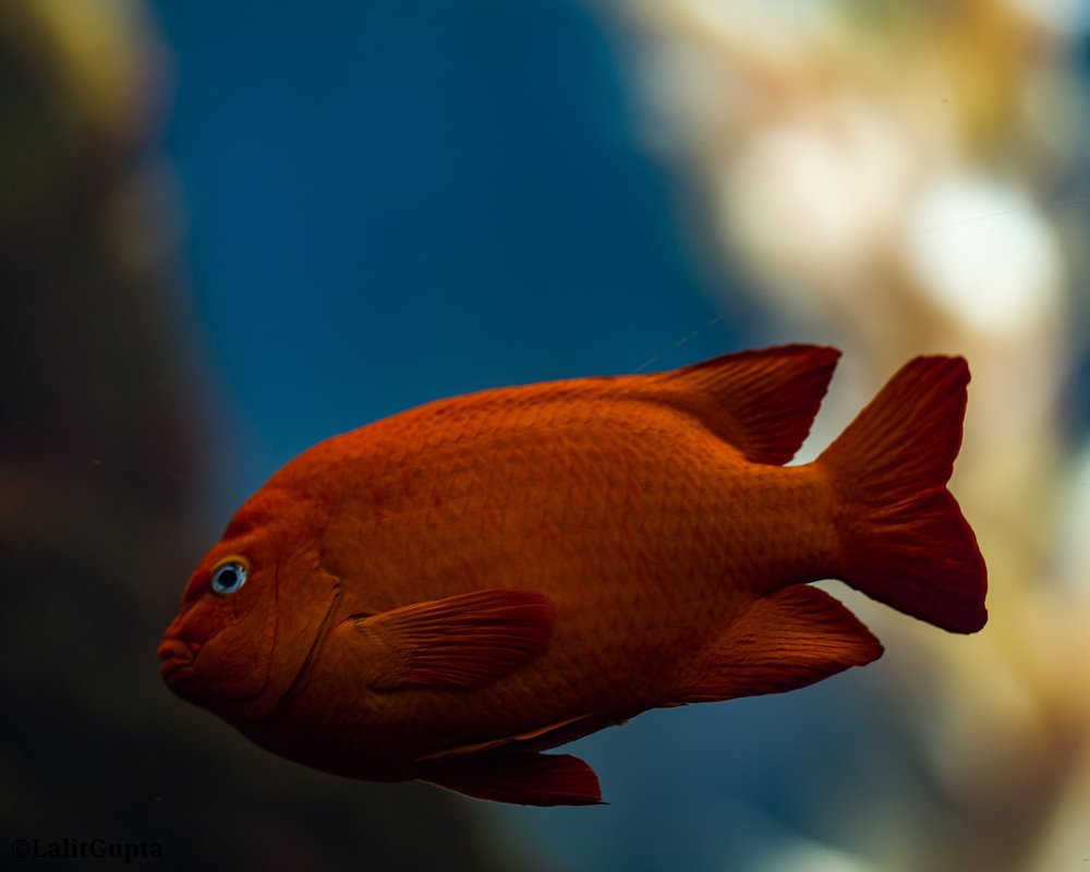 Orange fish in a tank