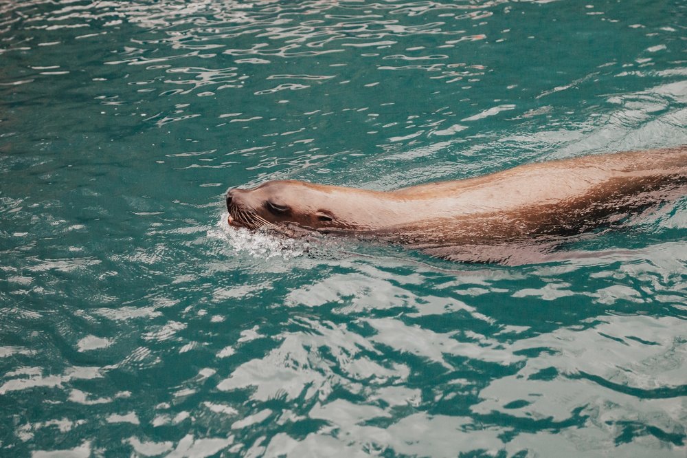 Sea otter swimming