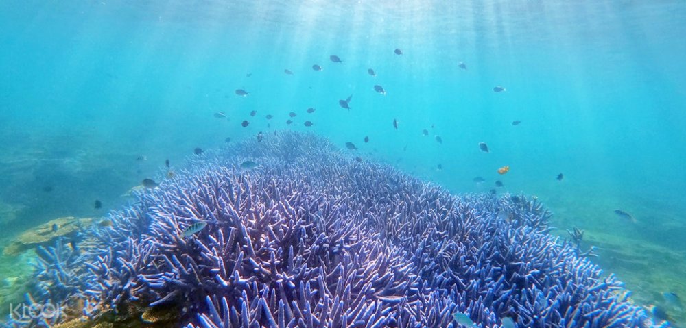 澎湖忘憂島浮潛
