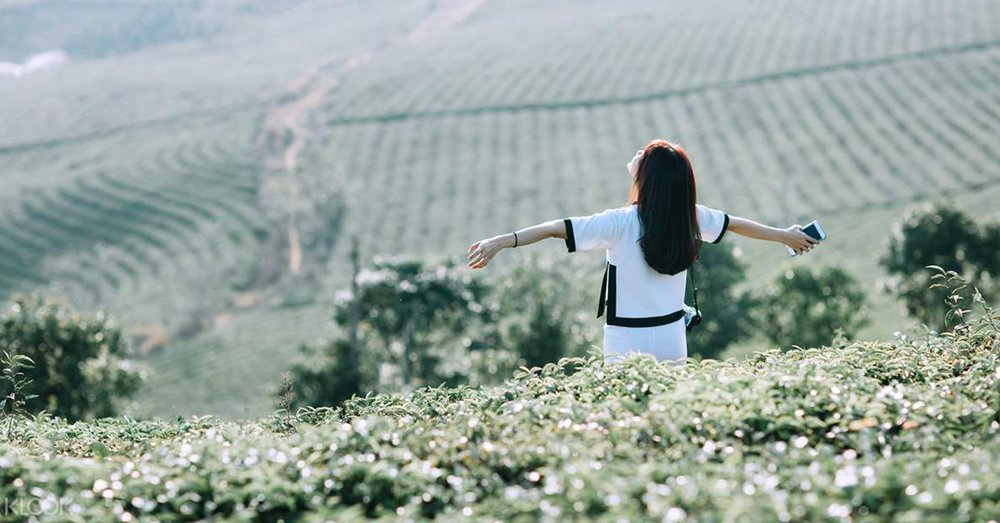 Đồi Chè Cầu Đất Đà Lạt