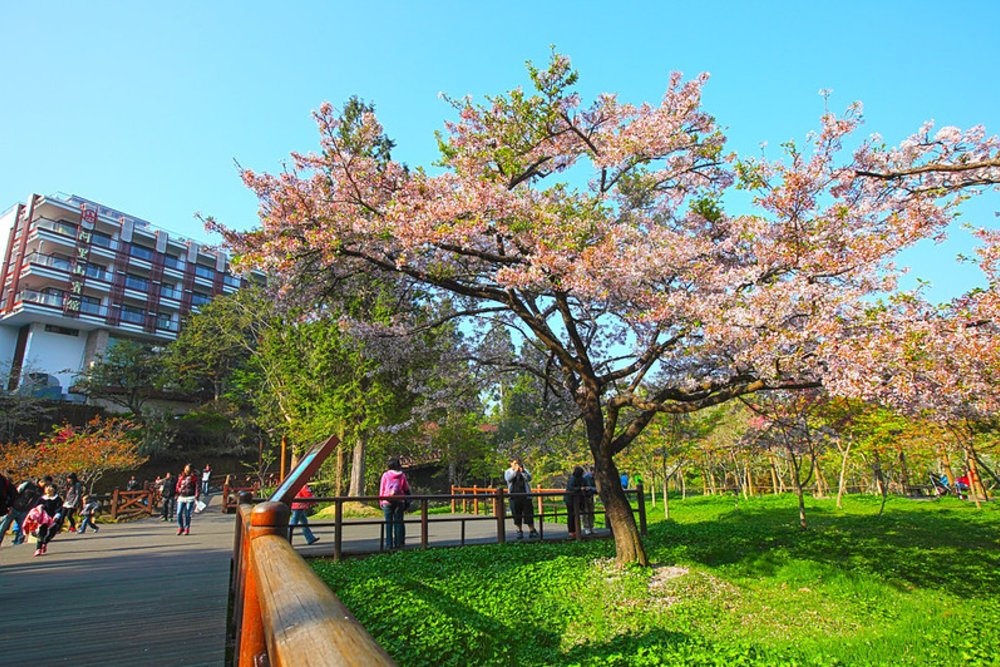阿里山櫻花：阿里山賓館
