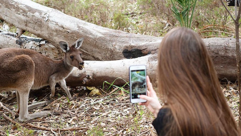Look for kangaroos and koalas wandering around the park during your visit. Image credit: @rafaelapeixotoliveira on Instagram