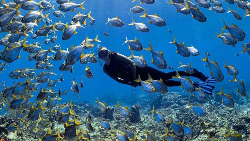 Rottnest Island isn’t just the home of quokkas—it also has dolphins, birds and thousands of fish! Image credit: @colby__james on Instagram