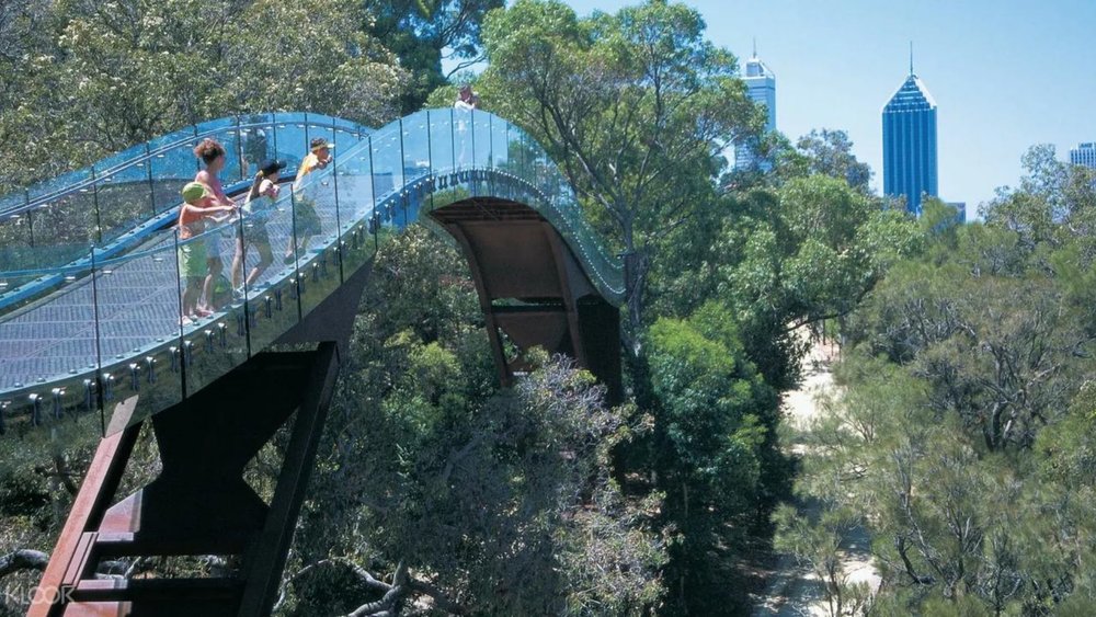 Cast your eyes upon towering bushy trees at Tree Top Walk.
