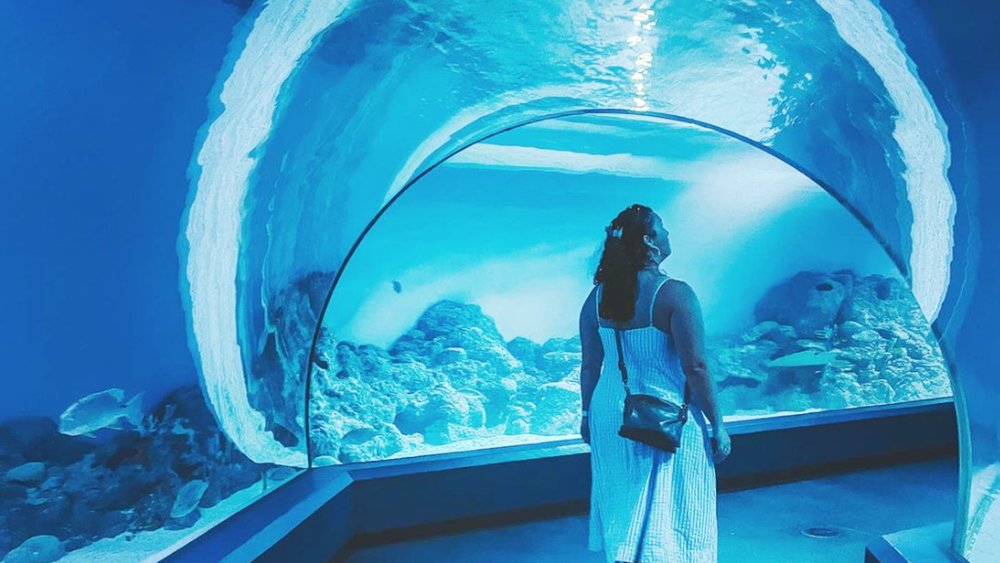 Wondering what the bottom of the ocean looks like? Visit Cairns Aquarium to enjoy a good glimpse. Image credit: @katt_stagram on Instagram