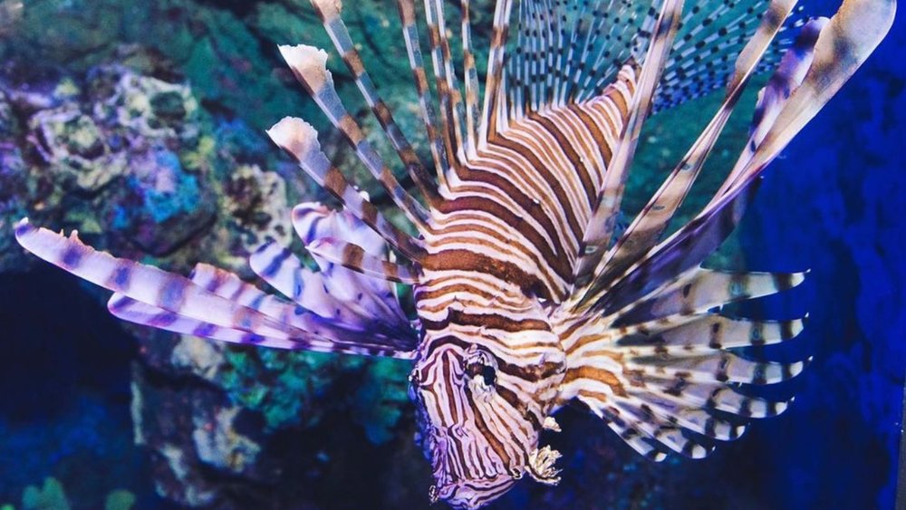 Look for the striking Lion Fish at the aquarium. Image credit: @cameronmartinphotography on Instagram