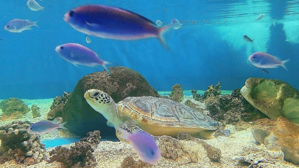 Visit the aquarium’s Turtle Hospital for a glimpse of rehabilitating sea turtles. Image credit: @matildabishop & @cairnsturtlerehab on Instagram
