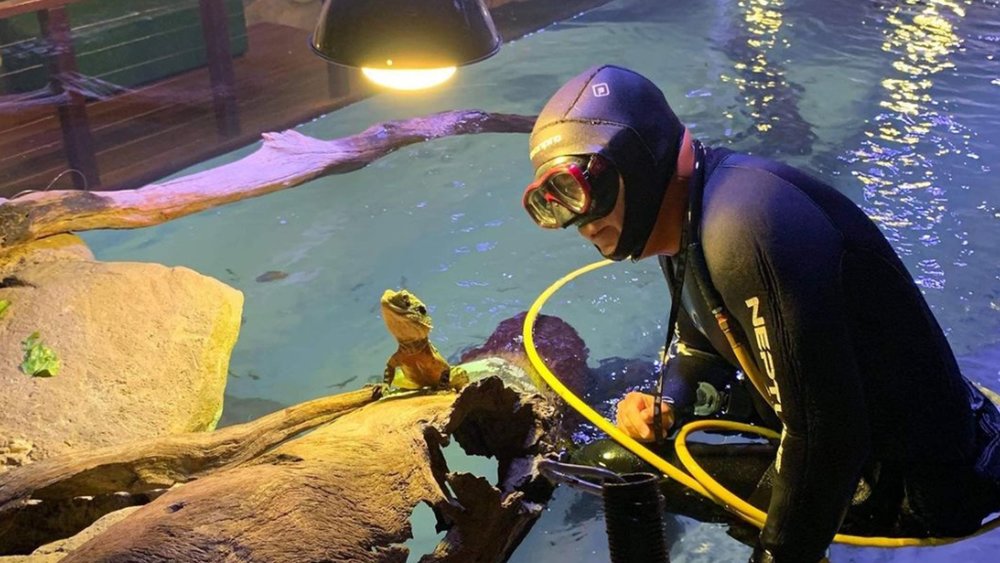 Learn all about the fascinating water dragons straight from an aquarist. Image credit: @cairns_aquarium on Instagram