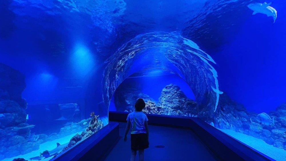 There are over 16,000 specimens of aquatic animals in the entire aquarium! Image credit: @tri_for_inner_happiness on Instagram