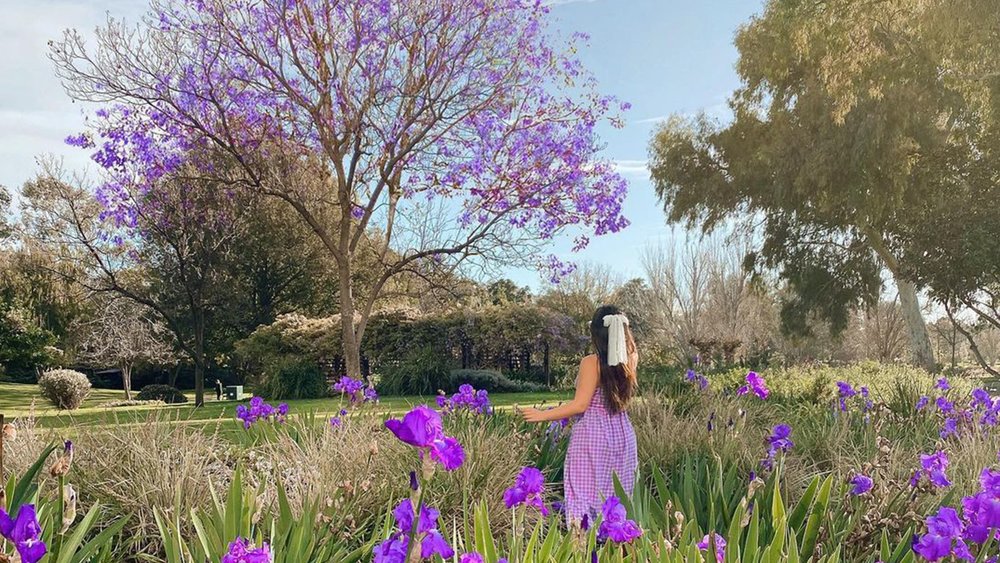 Is there a more stunning sight than Adelaide during Jacaranda (trees with purple blooms) season? Image credit: @wandering.fern on Instagram