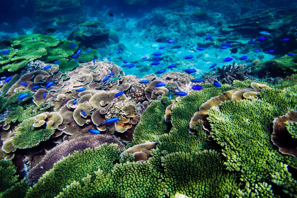 澎湖忘憂島簡介