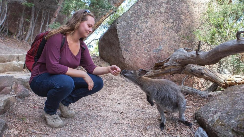 Befriend resident kangaroos at Freycinet National Park.
