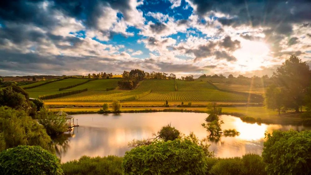 Marvel at the rolling vineyards in Launnie.