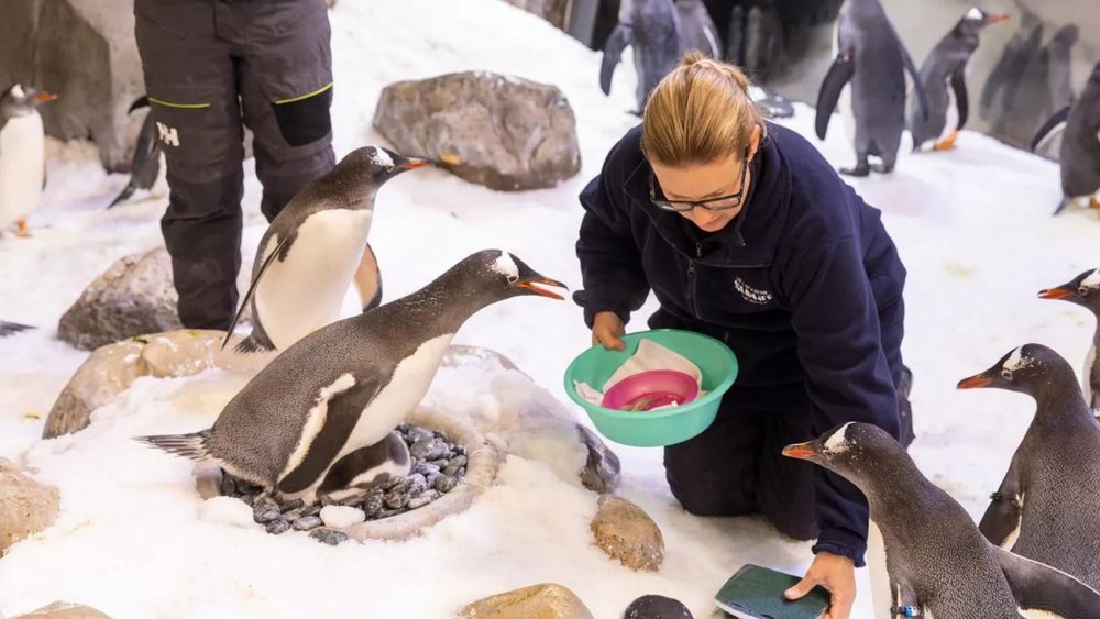 Watch cute penguins get fed at SEA LIFE.
