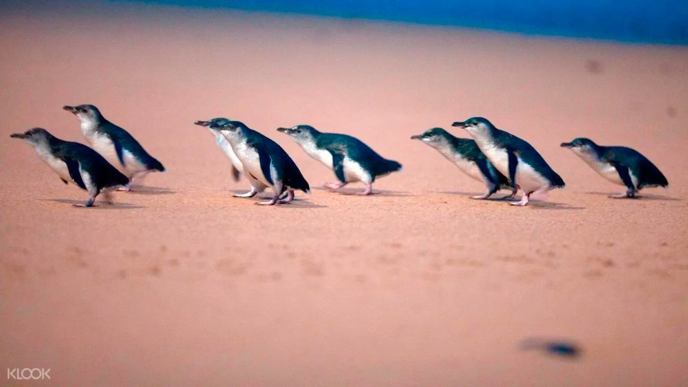 Watch these cute penguins parading at Phillip Island!