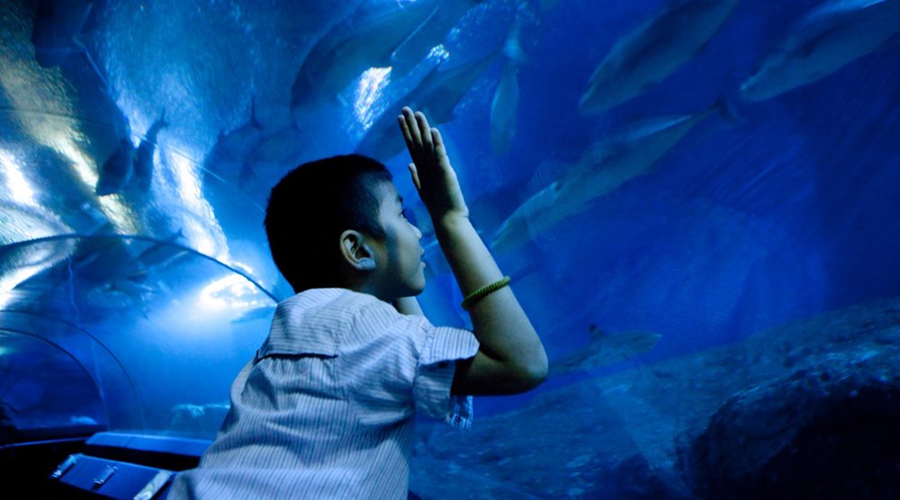 boy in underwater world aquarium