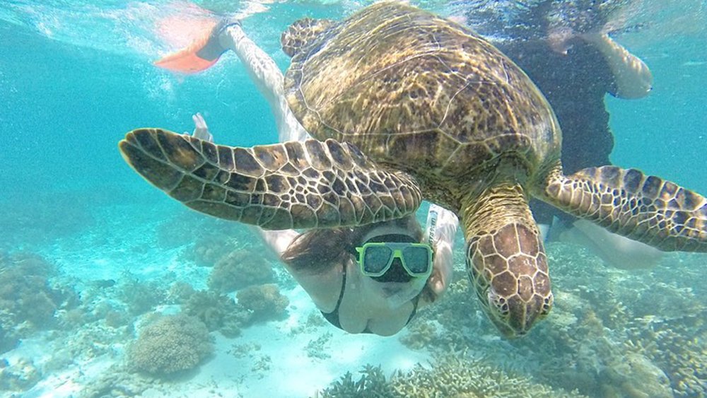Be an island girl or boy for a day on Lady Elliot Island. "Image credits to @nessa_harvey_ on Instagram"