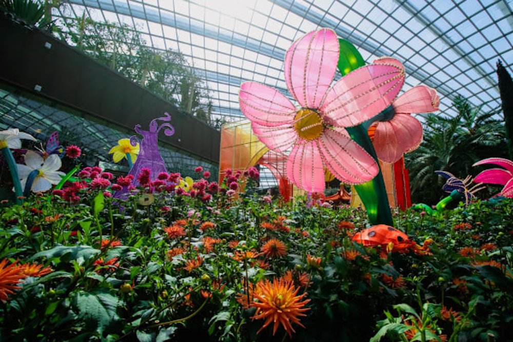 Gardens By the Bay Dahlia Dreams