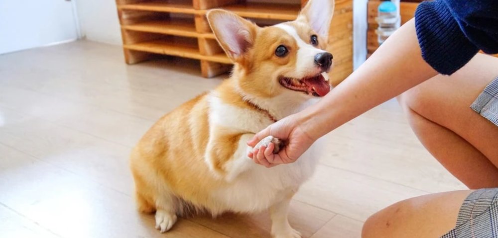 We are the Furballs Dog Cafe