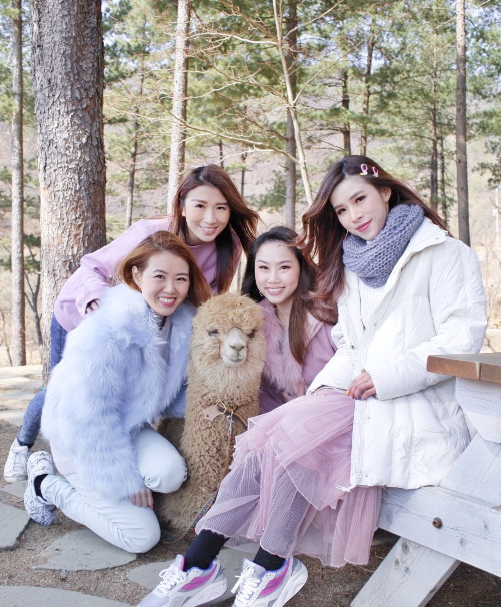 day trip seoul alpaca world