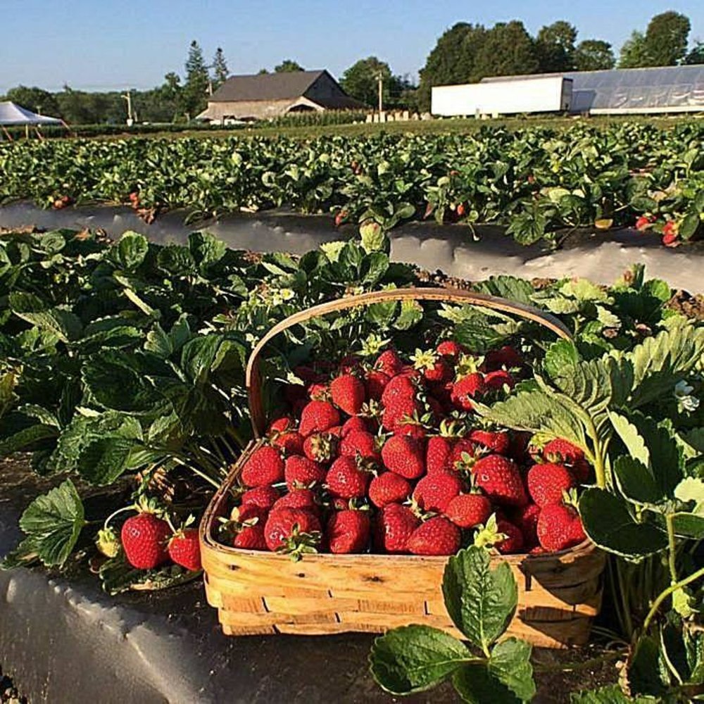 basket of strawberries by field