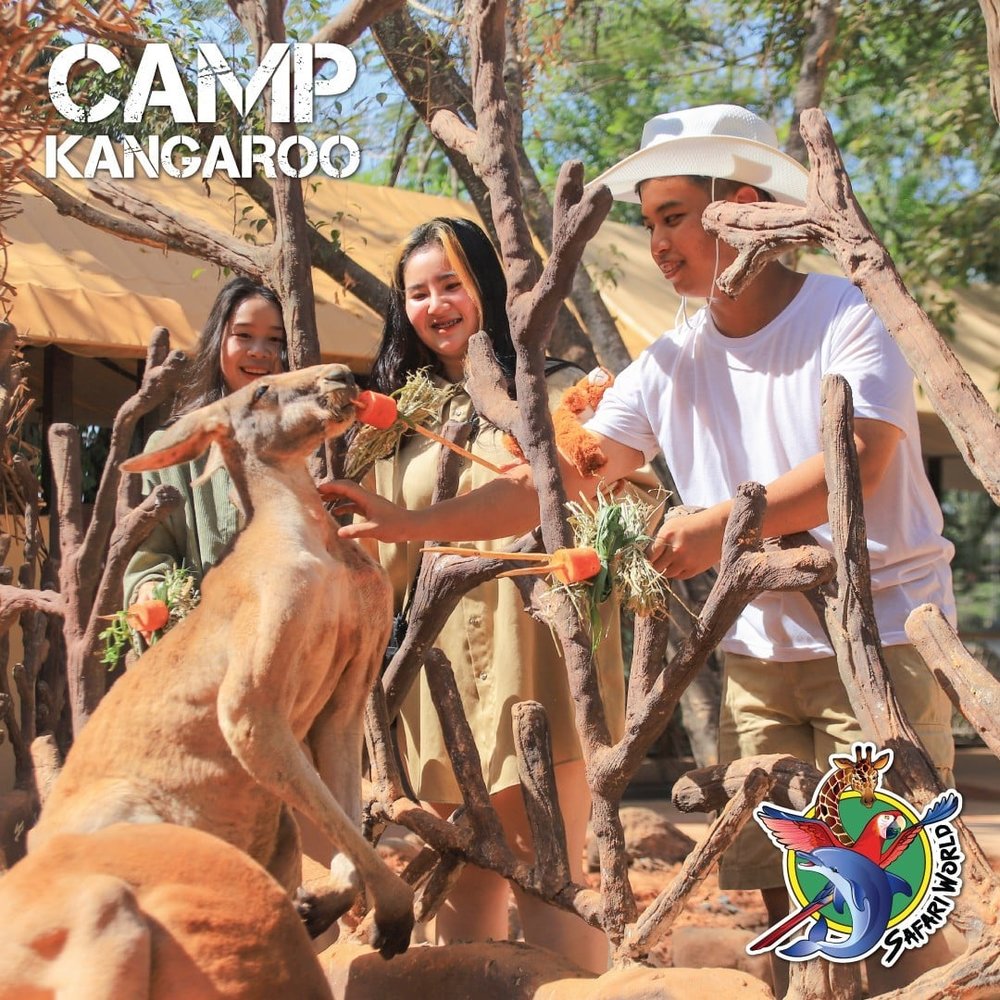 Camp Kangaroo 3
