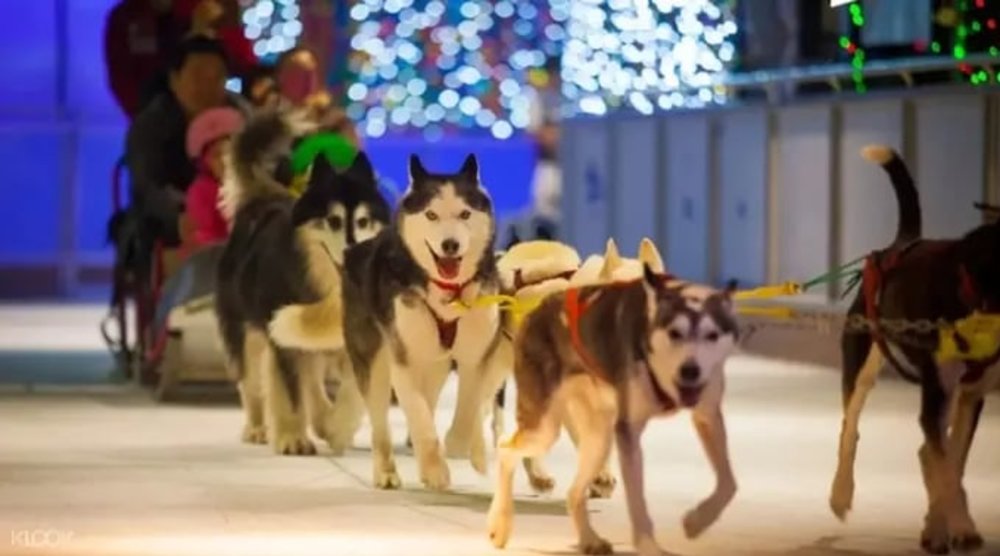 korea winter spots onemount snow park 2