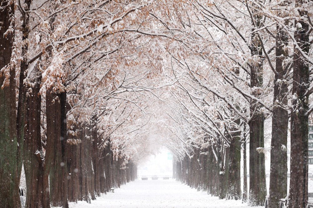 korea winter spots nami island