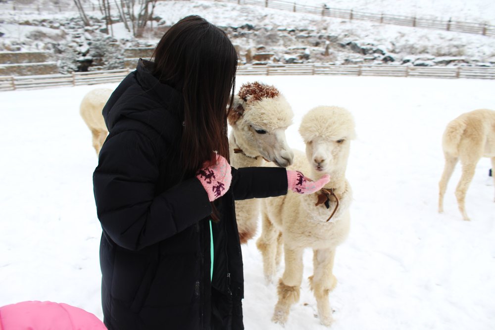 korea winter spots alpaca world