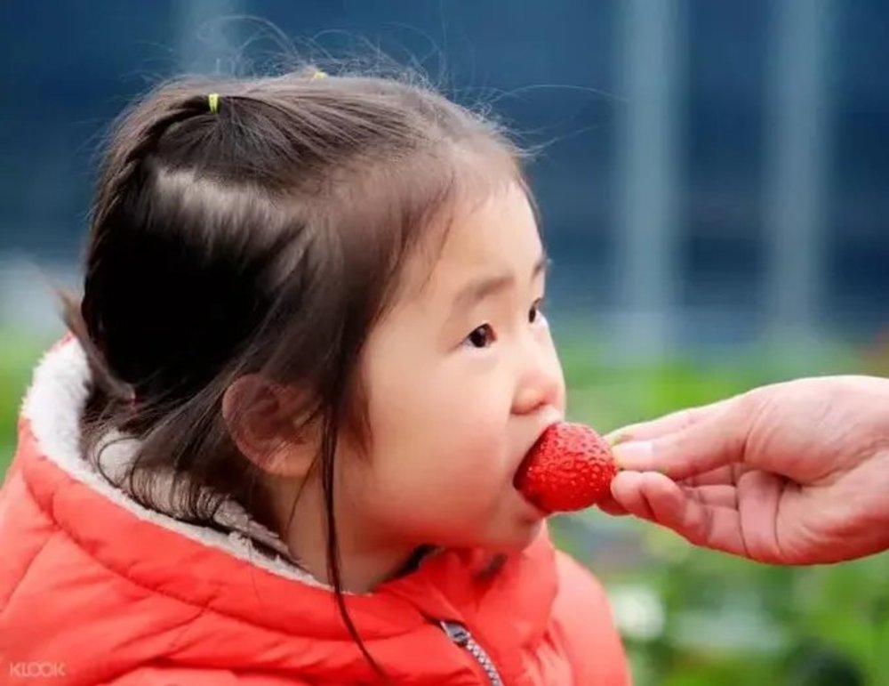 korea winter spots strawberry farm