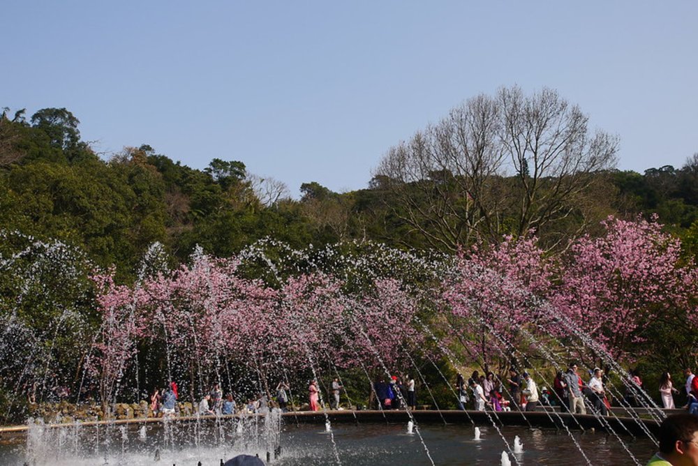 陽明山櫻花