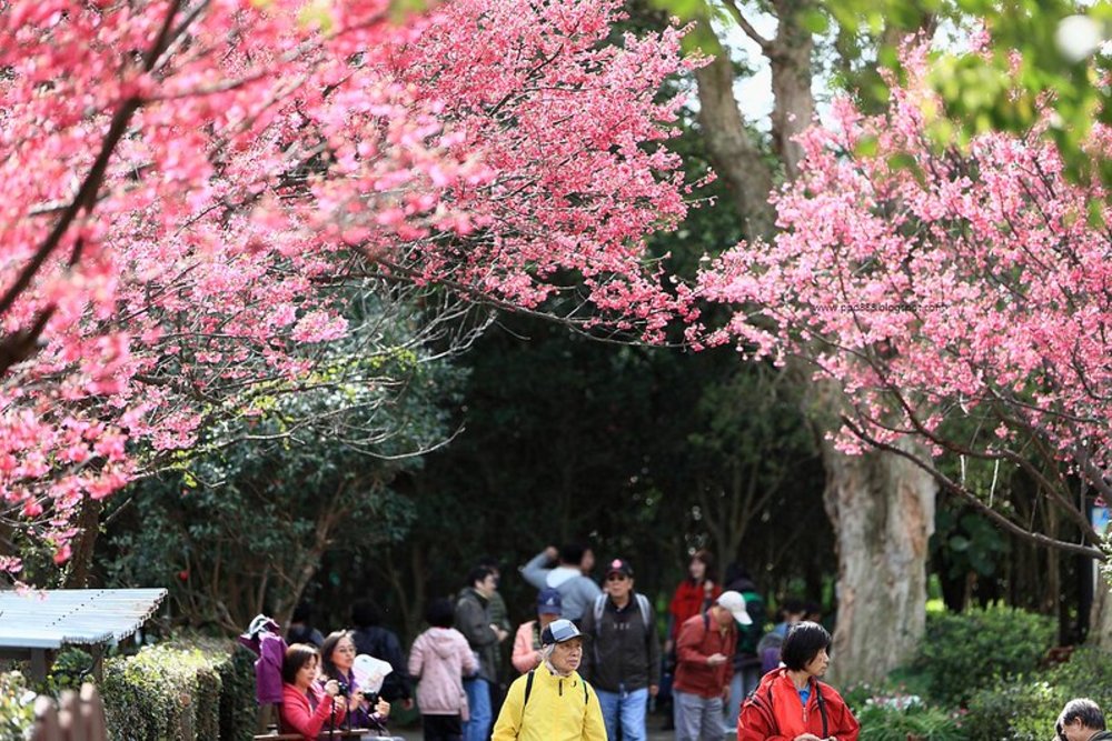 陽明山櫻花景點:花卉試驗中心
