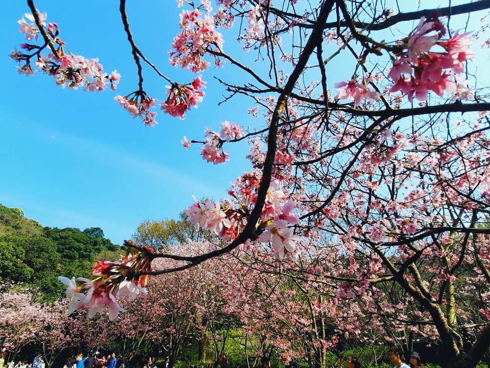 陽明山賞櫻景點:前山公園
