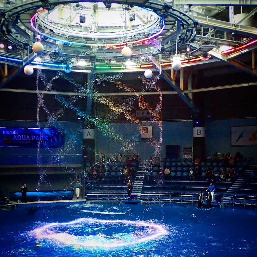 アクアパーク品川のイルカショーで上から水が落ちているところ