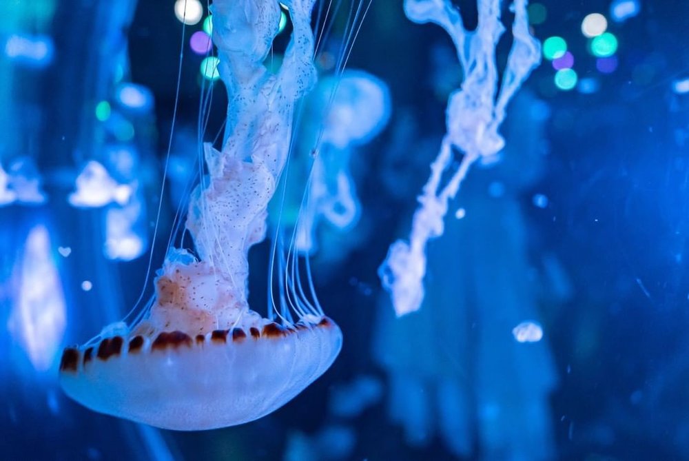 アクアパーク品川のクラゲのアップ