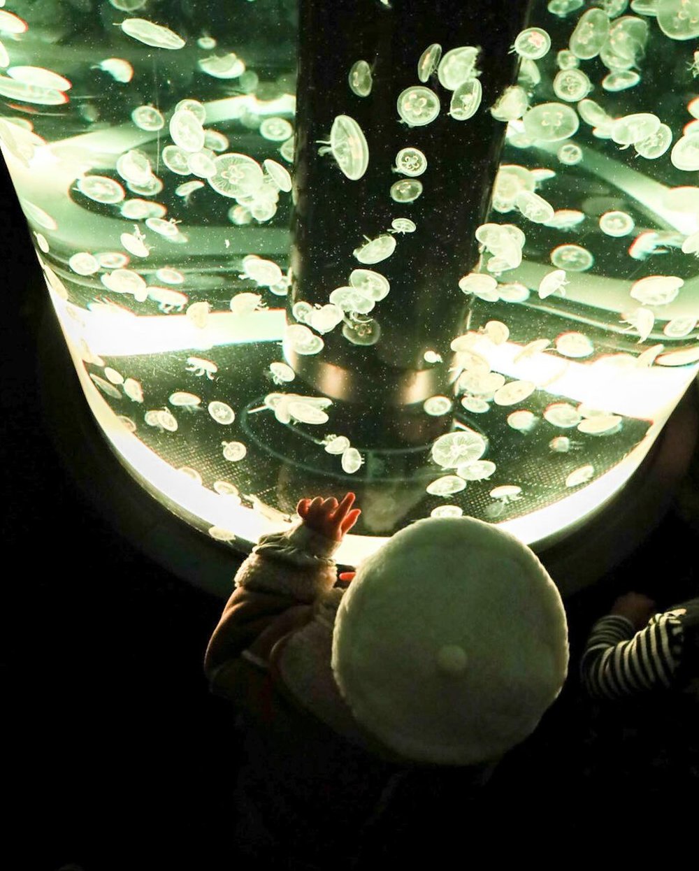 クラゲの展示の前に立つ子ども