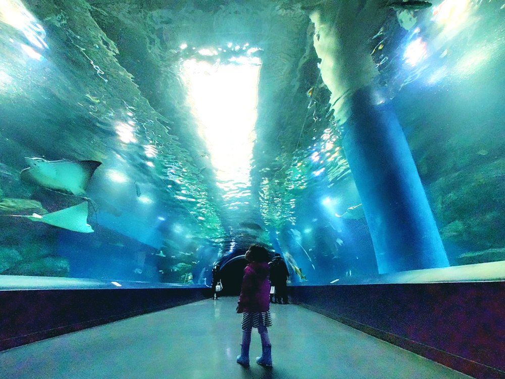 マクセルアクアパーク品川のトンネル型水槽の中に立つ子ども