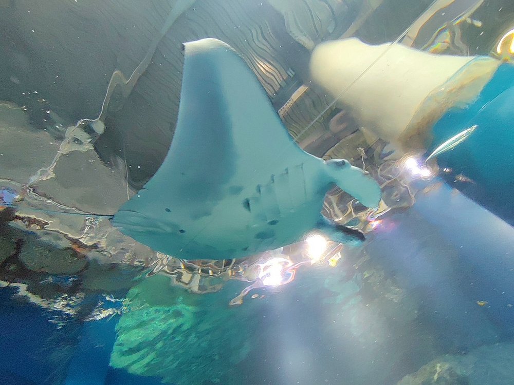 マクセルアクアパーク品川のエイを下から見ているところ