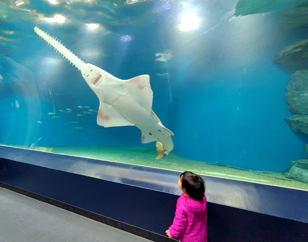マクセルアクアパーク品川のノコギリザメ
