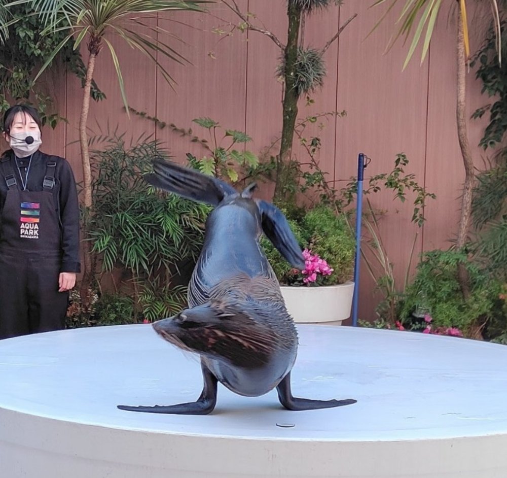 マクセルアクアパーク品川のオットセイ